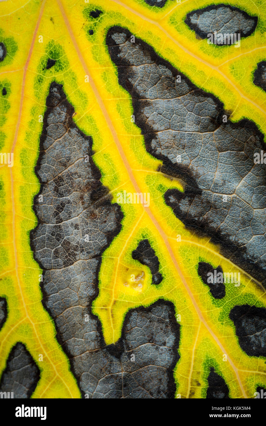 Leaf Structure in autumn colours, in the Scottish Highlands. Stock Photo