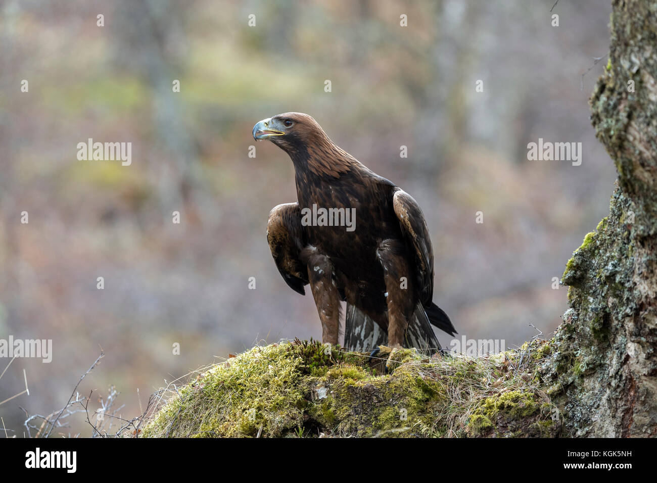 scotland-golden-eagle-tree-hi-res-stock-photography-and-images-alamy