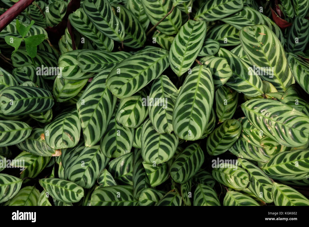 Peacock plant leaves Stock Photo