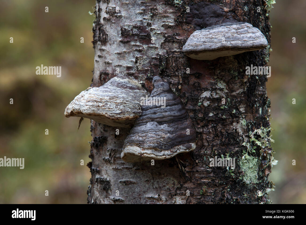 Hoof Fungus; Fomes fomentarius  Scotland; UK Stock Photo