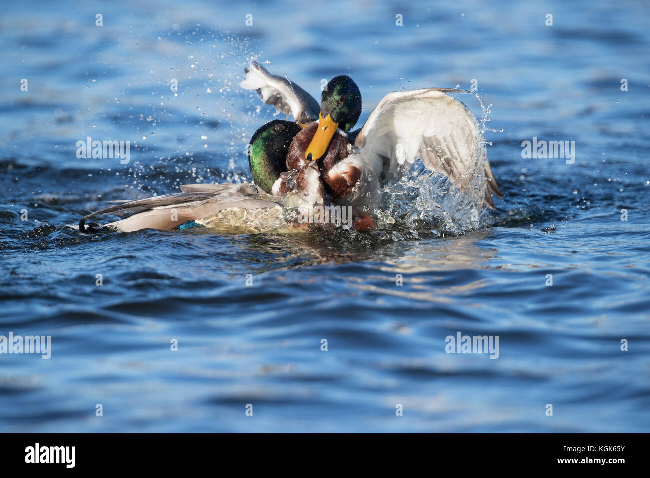 Mallard; Anas platyrhynchos Two; Males Fighting Cornwall; UK Stock Photo