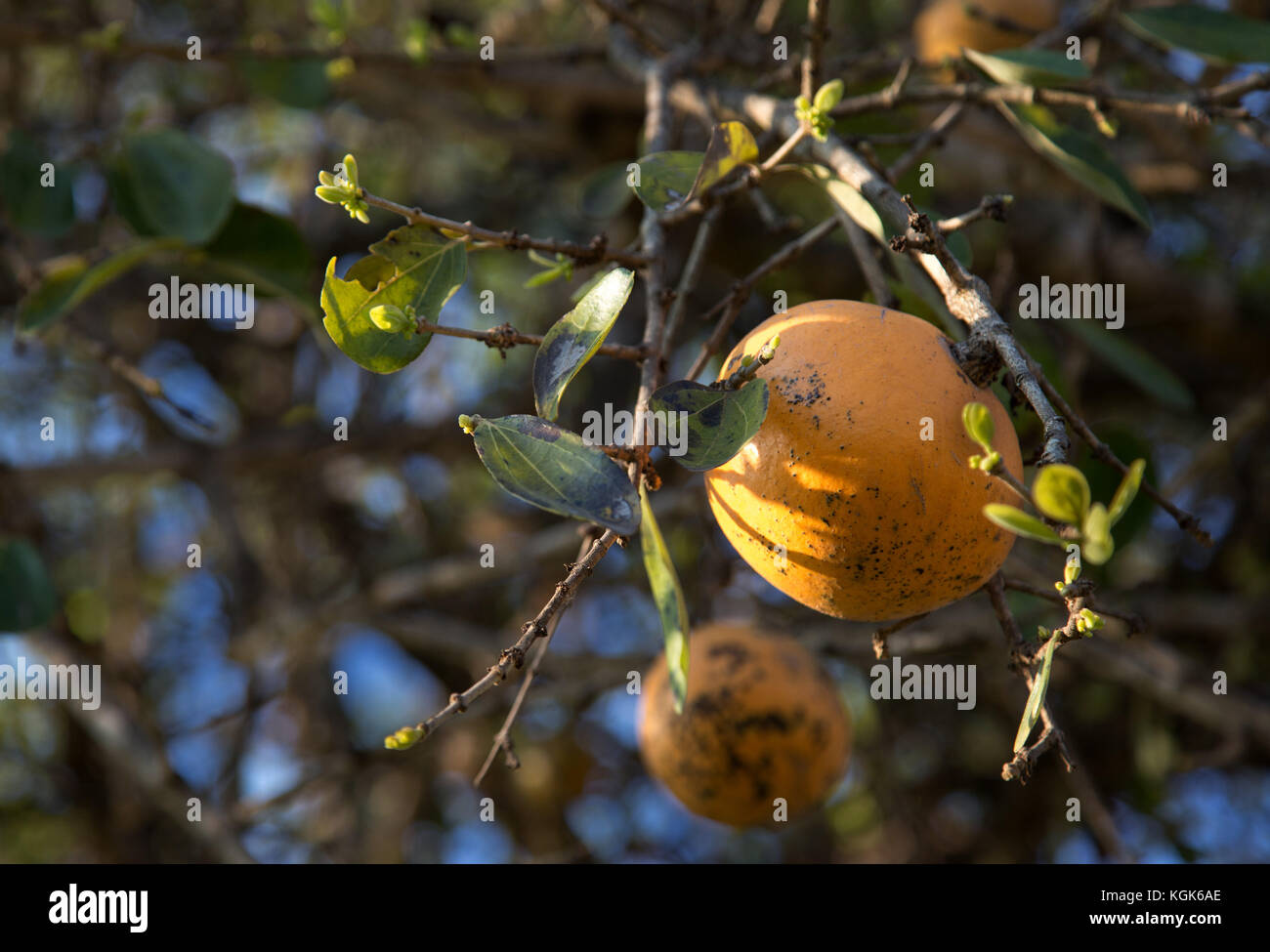 Ripe yellow fruit on a Strychnos spinosa or spiny monkey orange tree (also known as green monkey orange) Stock Photo