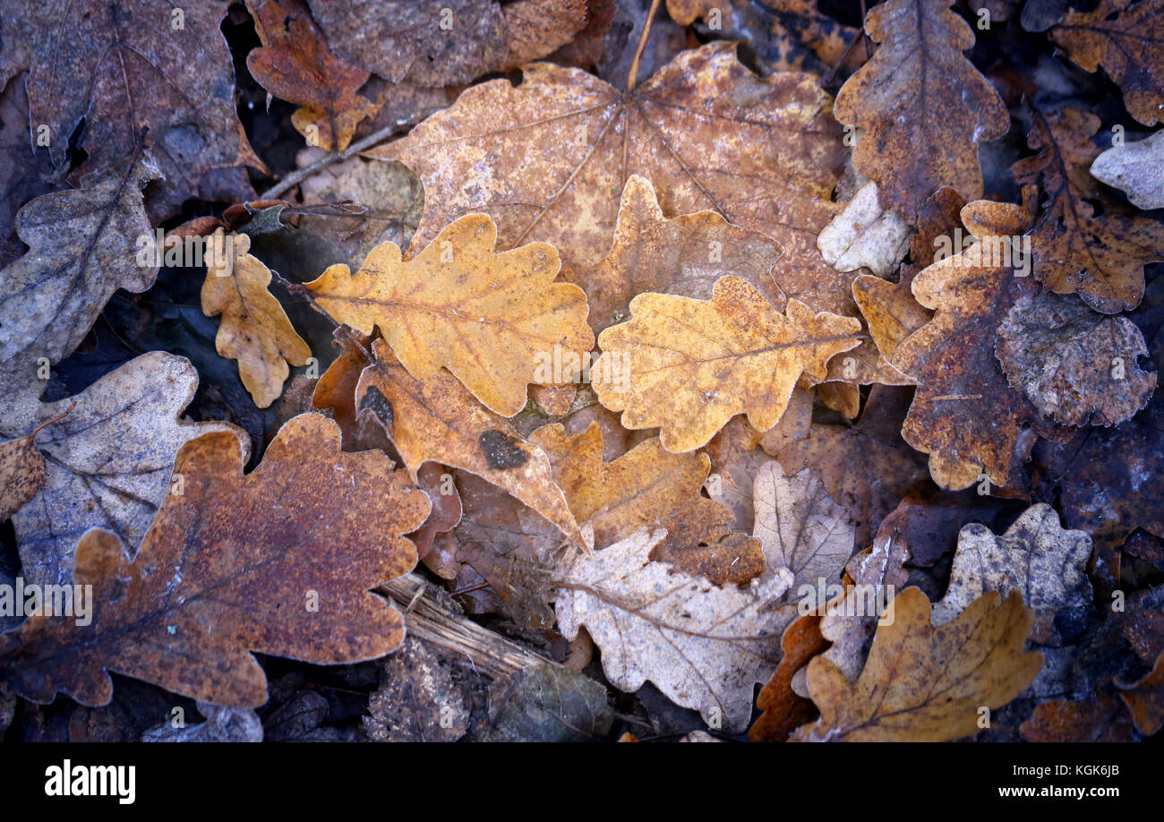 Photo of different autumn beautiful leaves fallen on the ground Stock ...