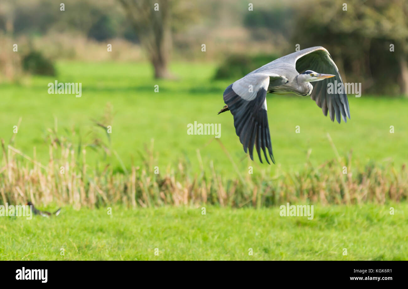 Grey Heron (Ardea cinerea), a predatory wading bird, flying over a field in Autumn, in West Sussex, England, UK. Stock Photo