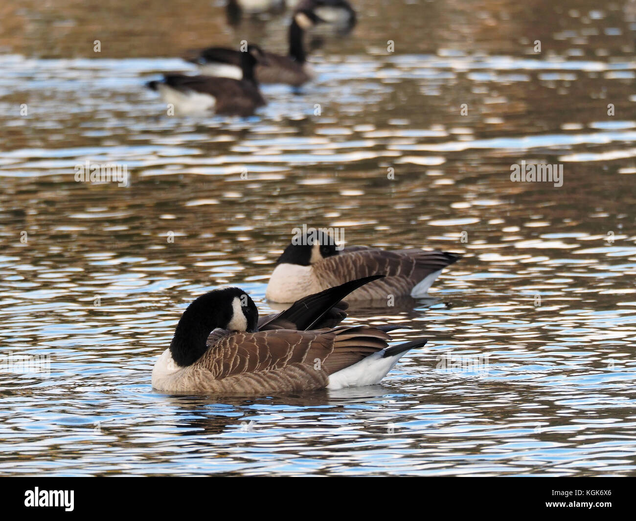 Quebec,Canada. A Canada goose grooming itself Stock Photo Alamy