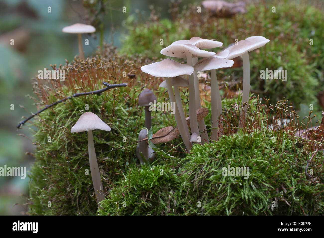 Mycena galericulata mushrooms on an old stump, closeup Stock Photo