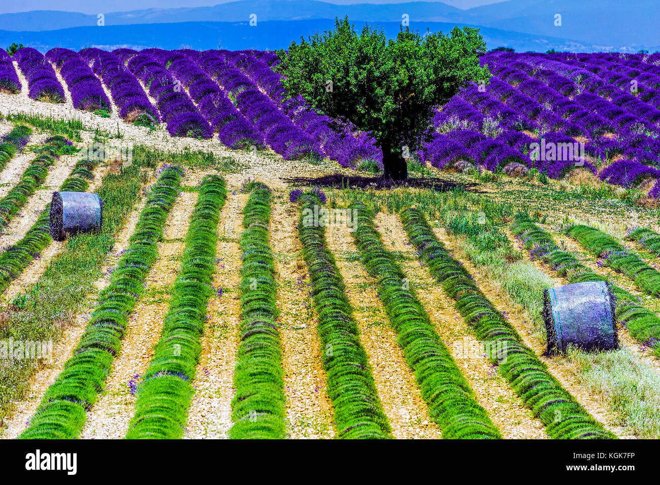 France. Alpes-de-Haute-Provence (04), Provence. Regional Natural Park of Verdon, Valensole. Field of lavender Stock Photo