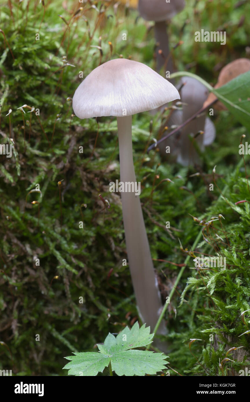 Mycena galericulata mushrooms on an old stump, closeup Stock Photo
