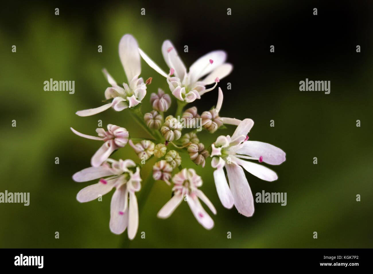 Closeup of Coriander Flowers or cilantro, Coriandrum sativum Stock Photo Alamy