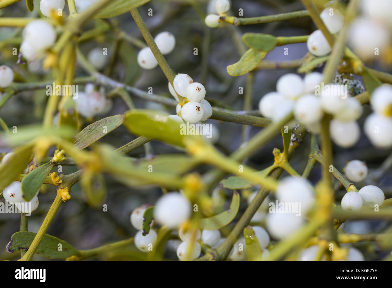 Mistel, Frucht, Früchte, Beeren, LaubholzMistel, Weißbeerige Mistel