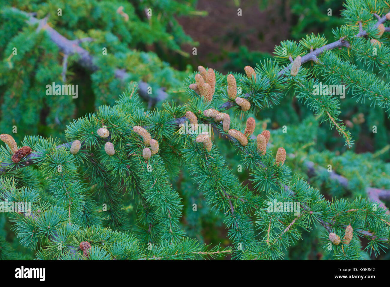 Tiny pine cones on a pine tree Stock Photo Alamy