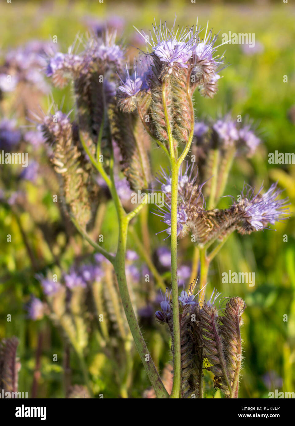 Phacelia Stock Photo