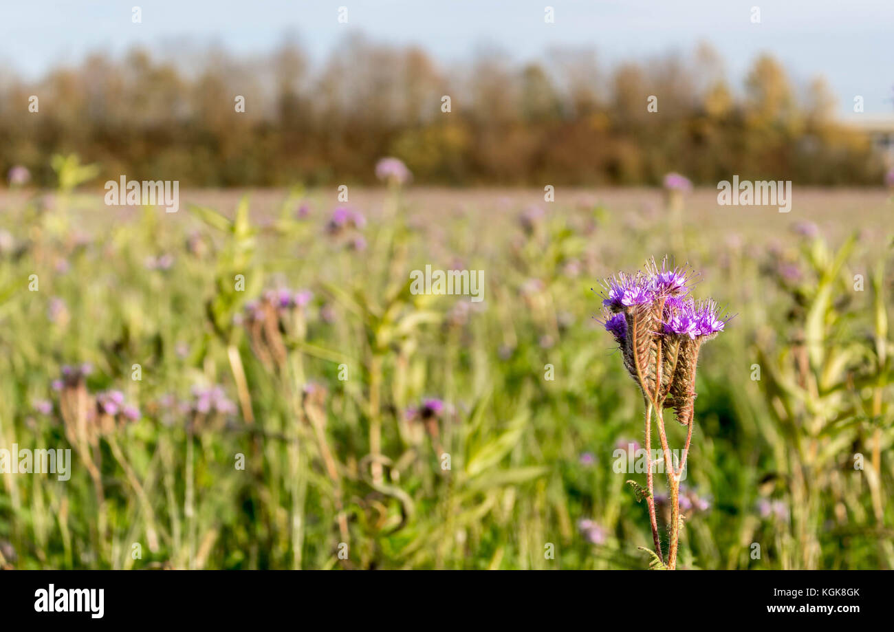 Phacelia Stock Photo