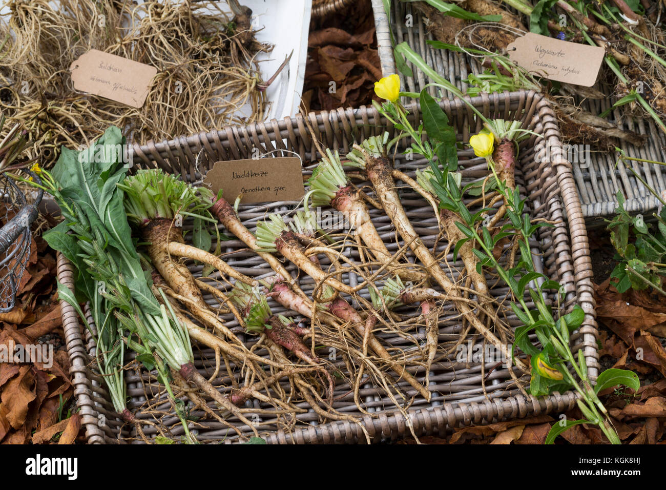 Gewöhnliche Nachtkerze, Wurzel, Wurzeln, Nachtkerze-Wurzel, Nachtkerze-Wurzeln, Nachtkerzen-Wurzel, Nachtkerzen-Wurzeln, Wurzelstock, Pfahlwurzel, Oen Stock Photo