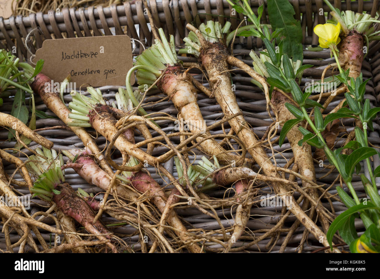 Gewöhnliche Nachtkerze, Wurzel, Wurzeln, Nachtkerze-Wurzel, Nachtkerze-Wurzeln, Nachtkerzen-Wurzel, Nachtkerzen-Wurzeln, Wurzelstock, Pfahlwurzel, Oen Stock Photo