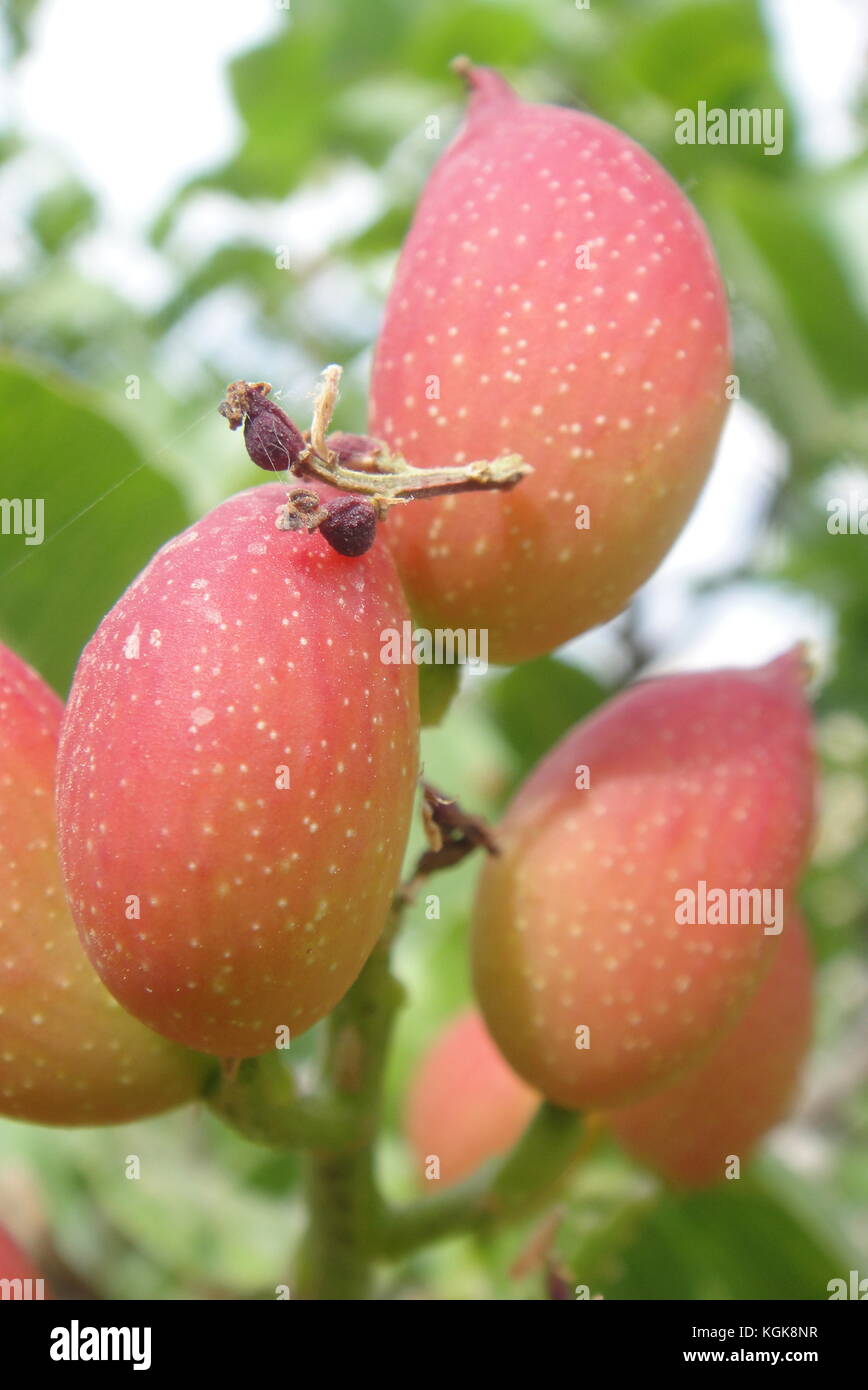 Pistachio nut tree hires stock photography and images Alamy