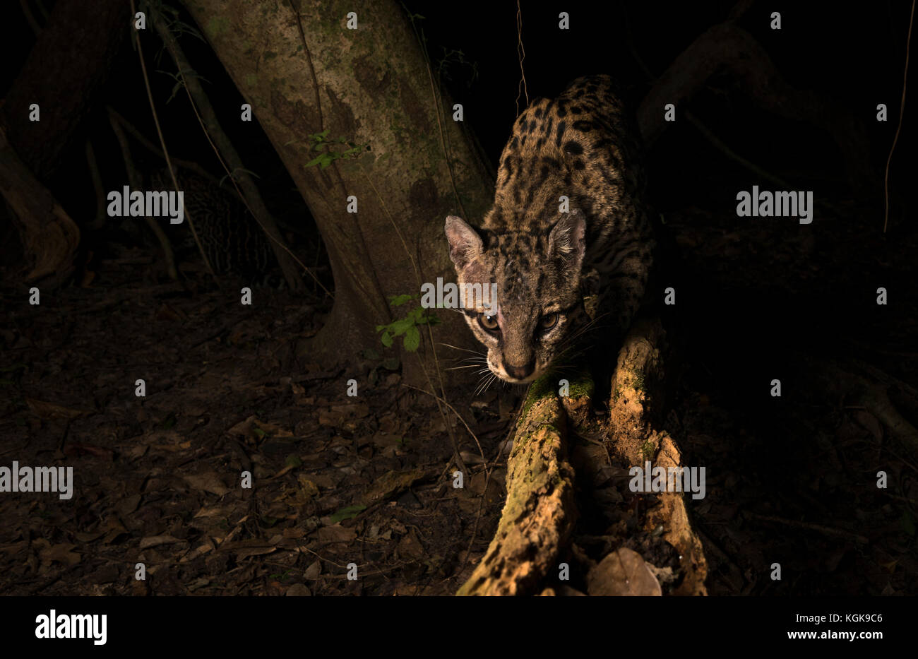 Ocelot from the Pantanal, Brazil Stock Photo