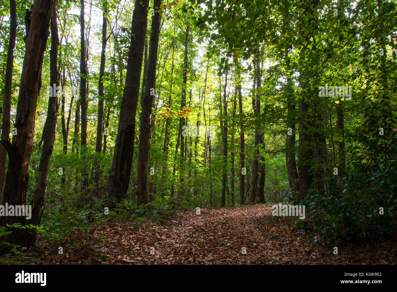 Forest of the Montseny Natural Park Stock Photo