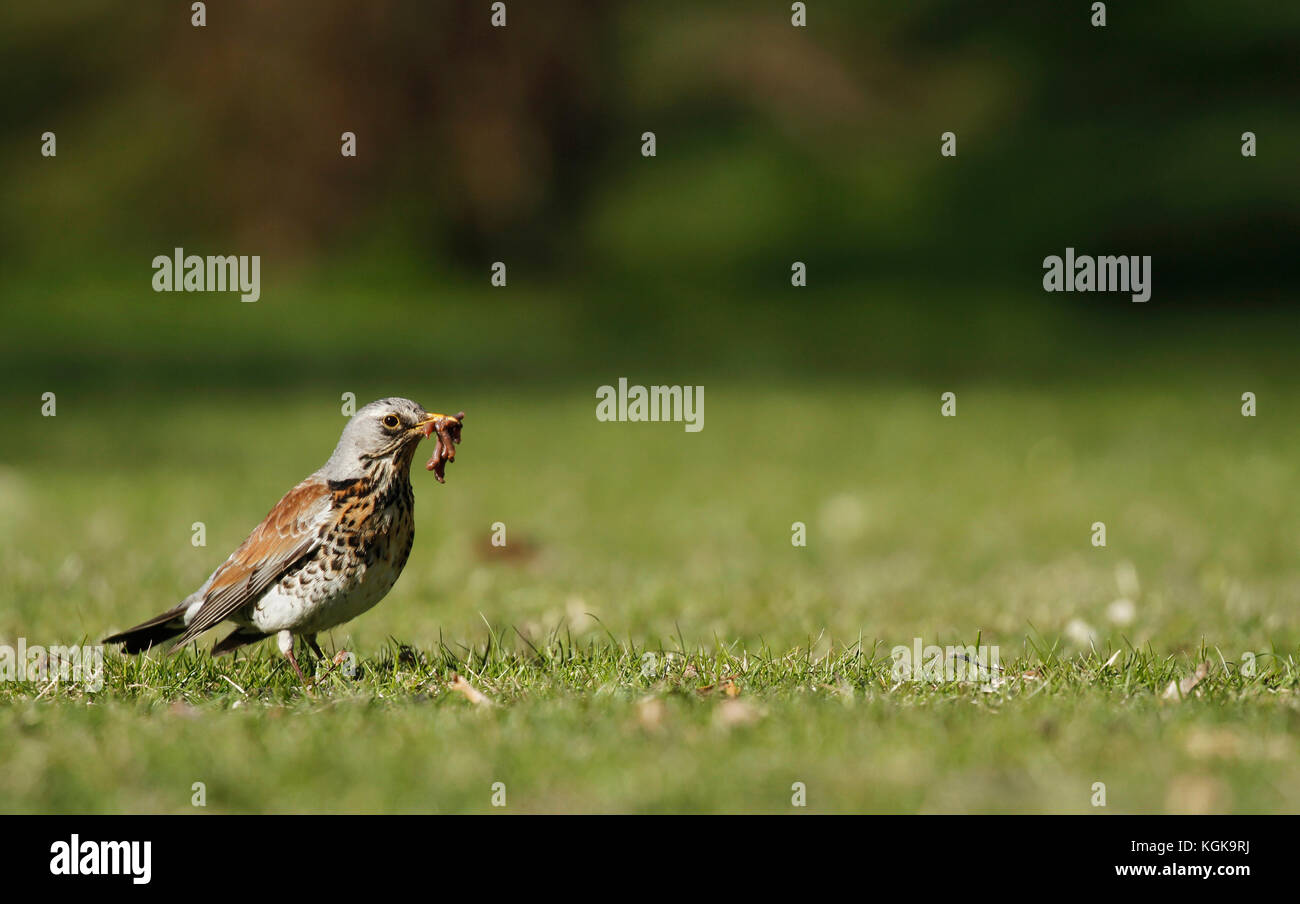 Early bird fieldfare, Turdus pilaris, on the grass in the park catching a worm. Stock Photo