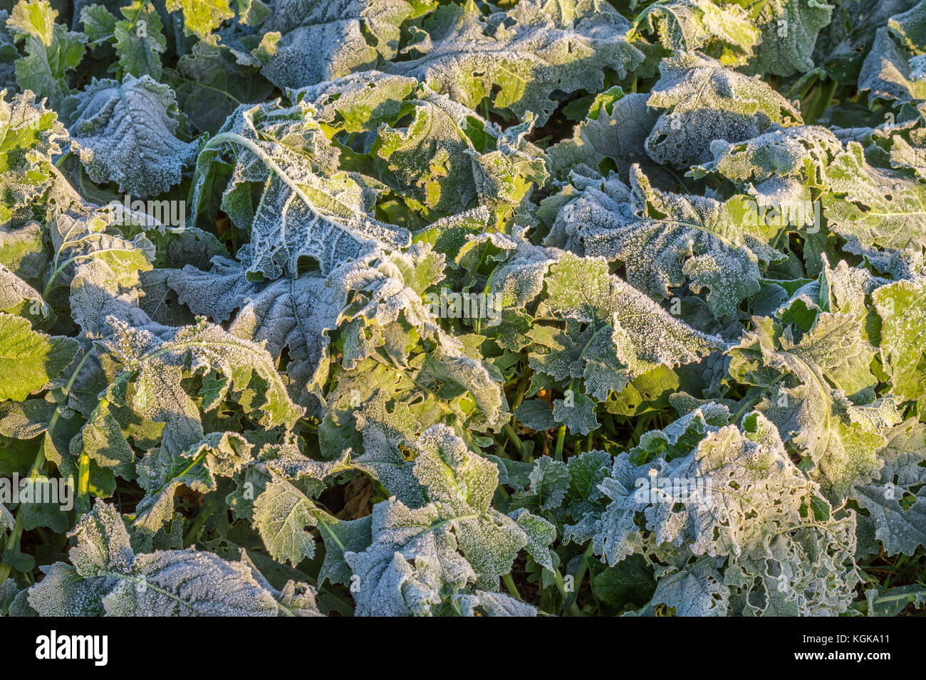Morning frost on leaves of young Canola / Oilseed / Colza plants - France. Stock Photo