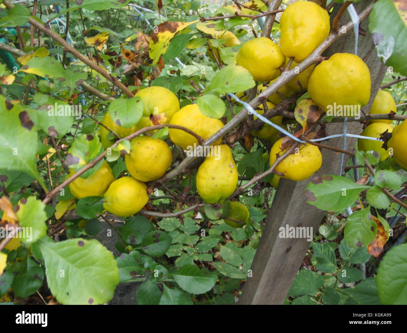Chaenomeles japonica fruit hires stock photography and images Alamy