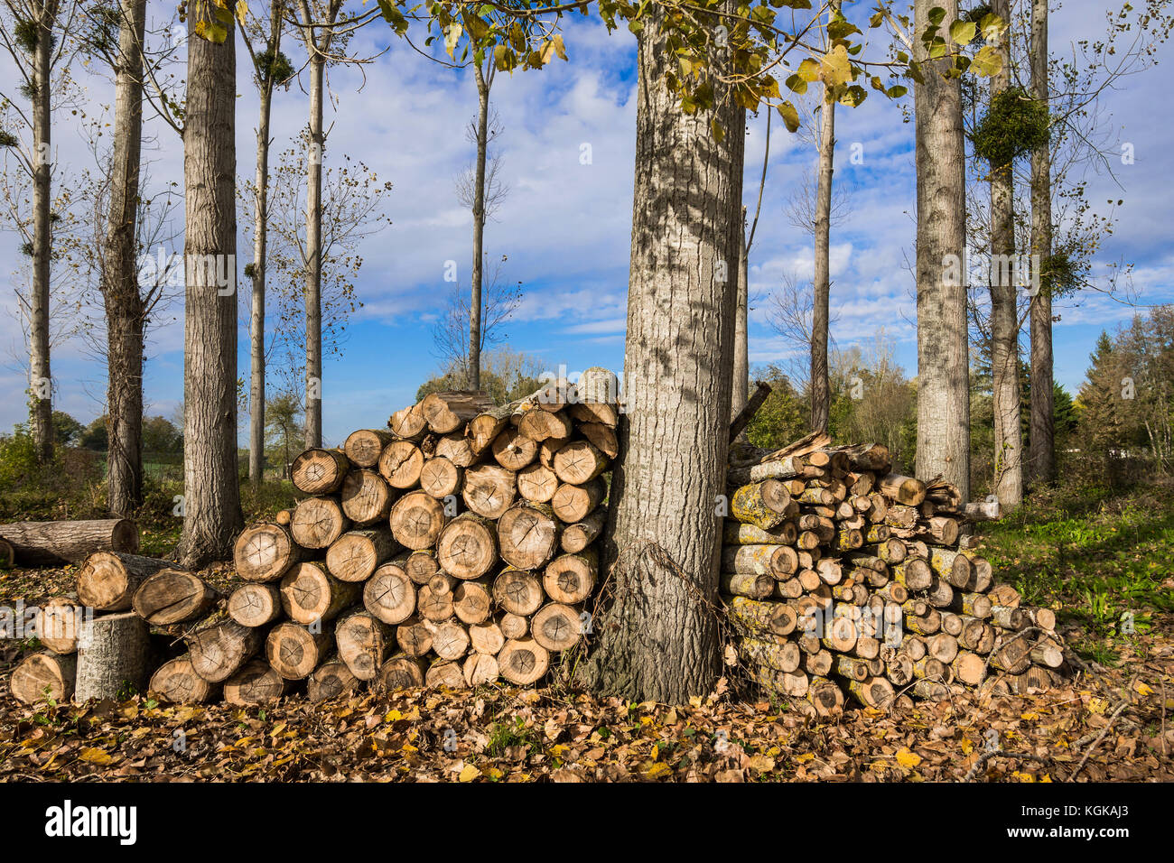 Stacked logs for fuel in woodland - France. Stock Photo