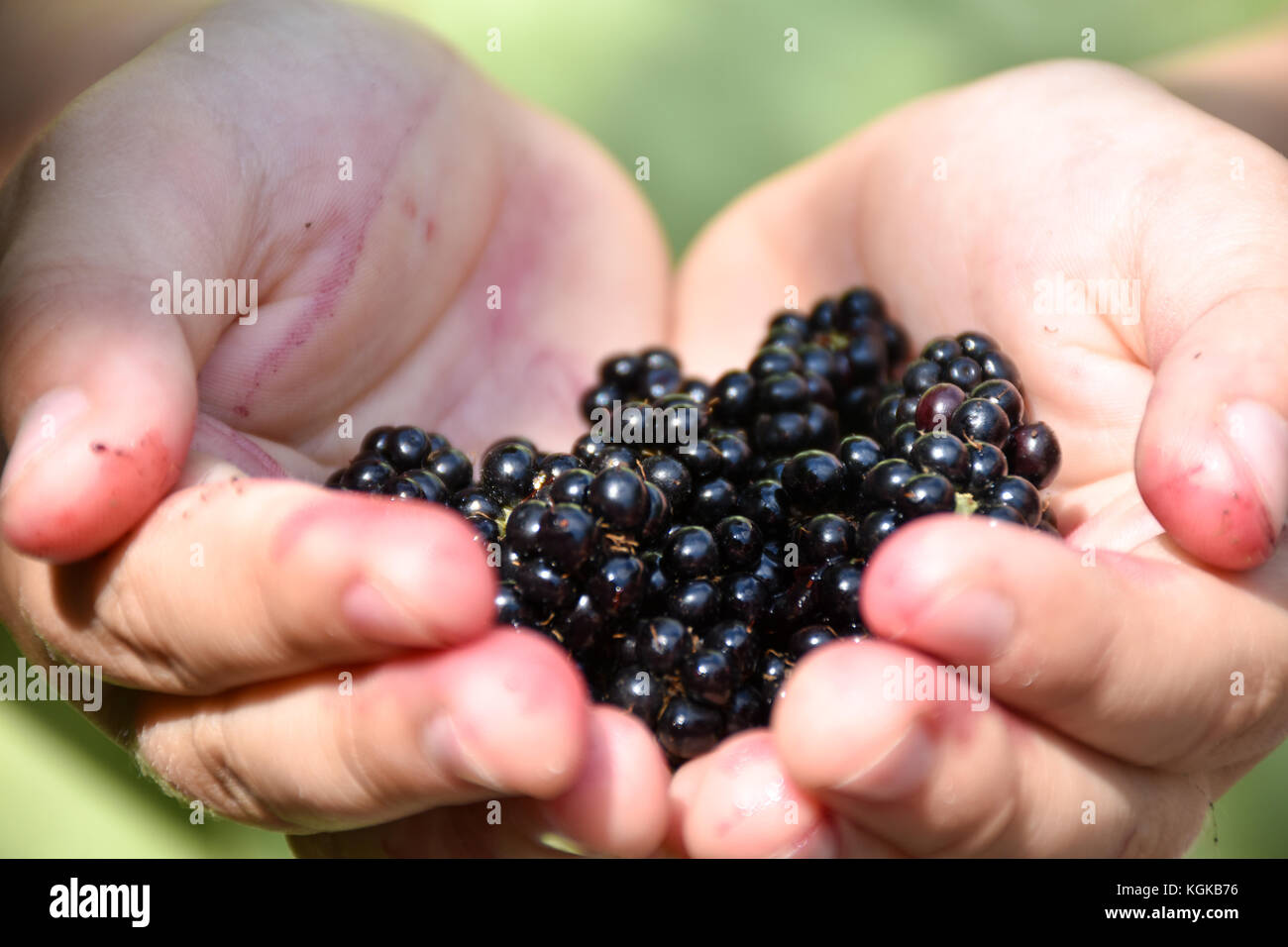 Closeup of a child's hand holding freshly picked blueberries Stock Photo