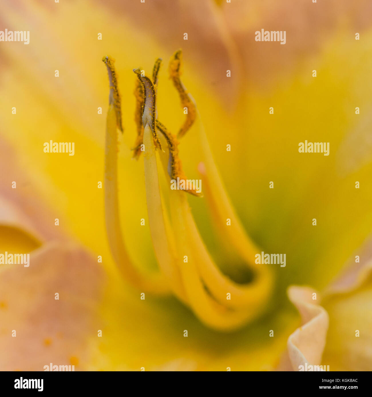 Innards Means Innards hi-res stock photography and images - Alamy