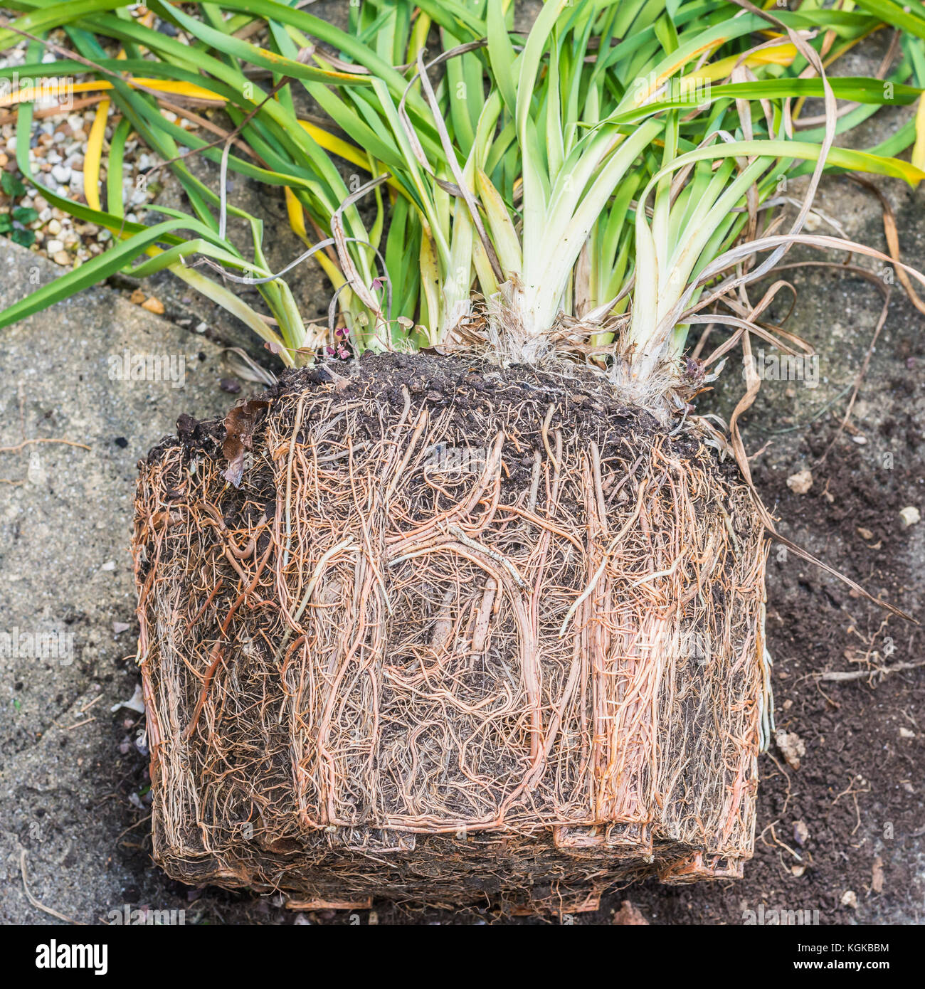 Rootball High Resolution Stock Photography and Images - Alamy