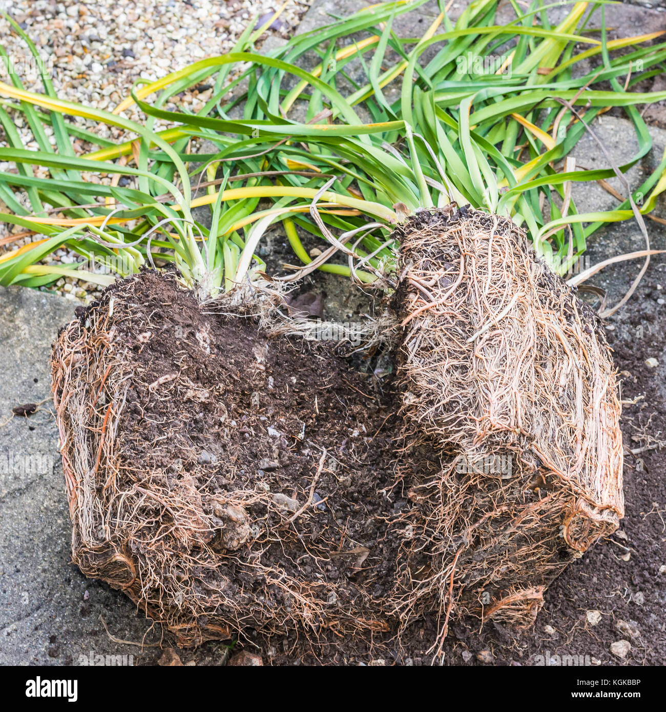 Rootball Rootball hi-res stock photography and images - Alamy