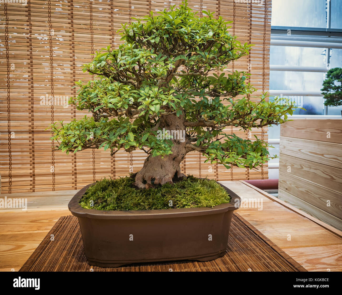 miniature green bonsai tree in iterior. rhododendron bonsai Stock Photo