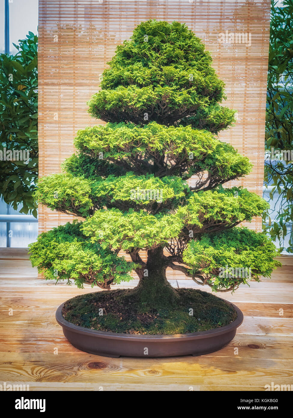 miniature green bonsai tree in iterior. chamaecyparis obtusabonsai Stock Photo