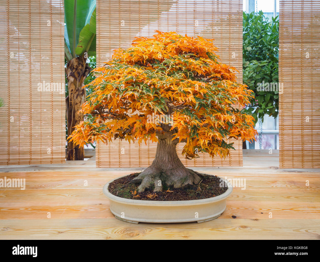 red scarlet bonsai maple tree acer palmatum bonsai tree of trident maple in  autumn shishigashira mapple bonsai Stock Photo - Alamy