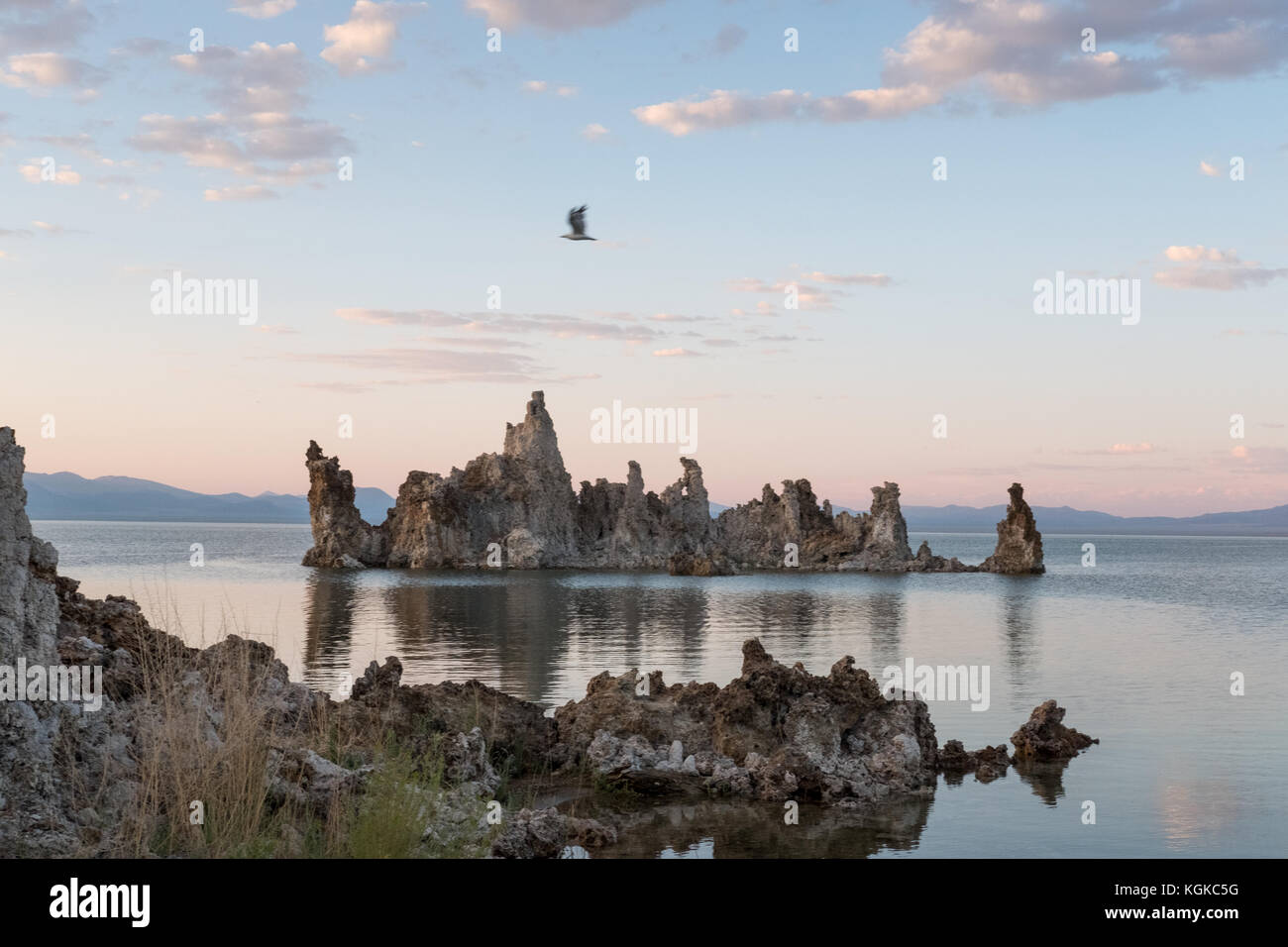 Mono lake bird hires stock photography and images Alamy