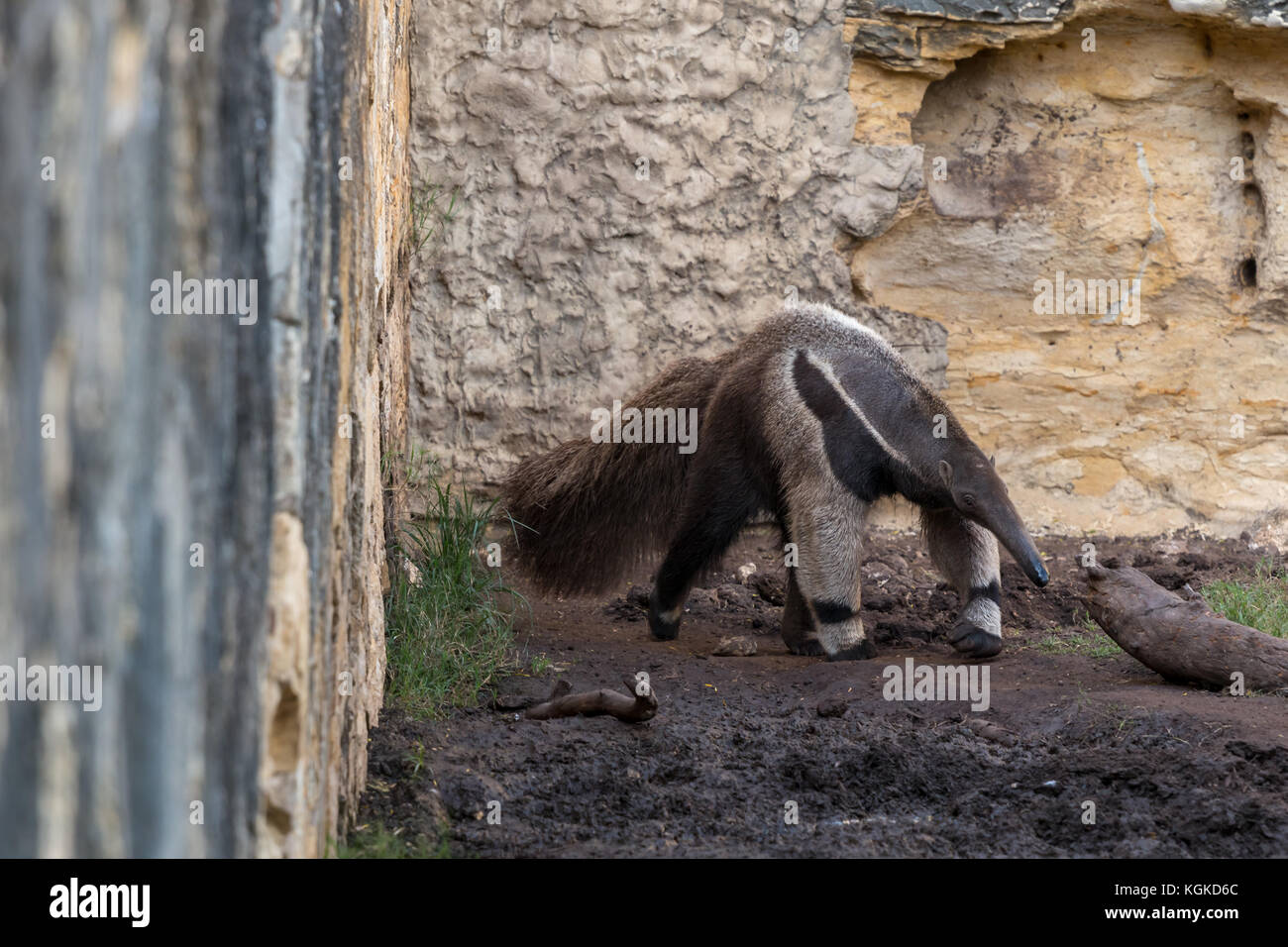 Anteater walking in Front of Wall Stock Photo