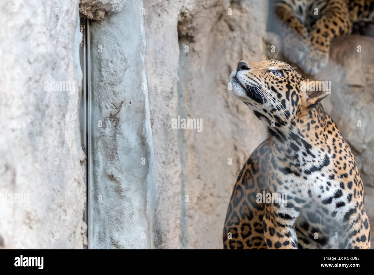Close up leopard paws hi-res stock photography and images - Alamy