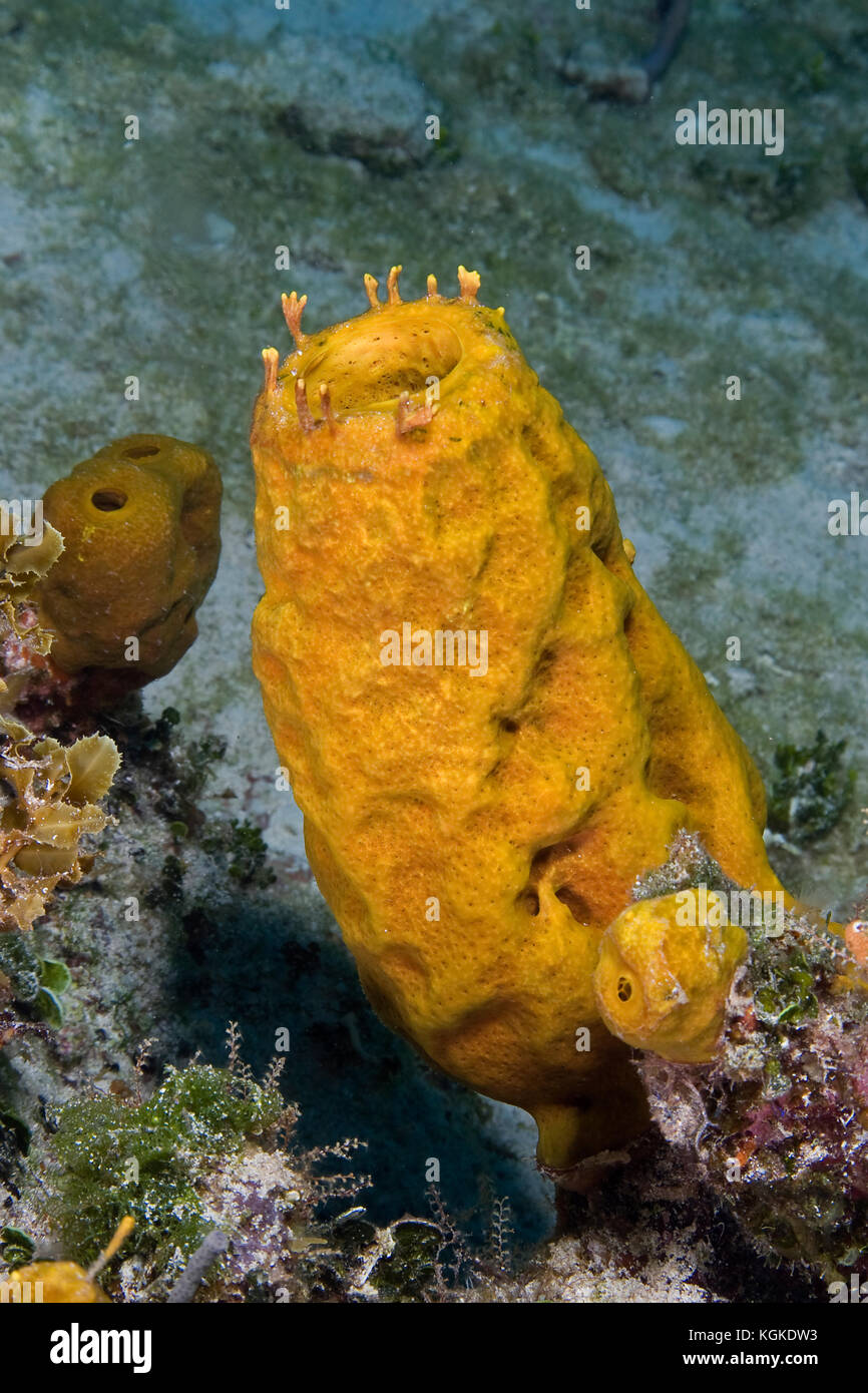 Tube sponge hi-res stock photography and images - Alamy