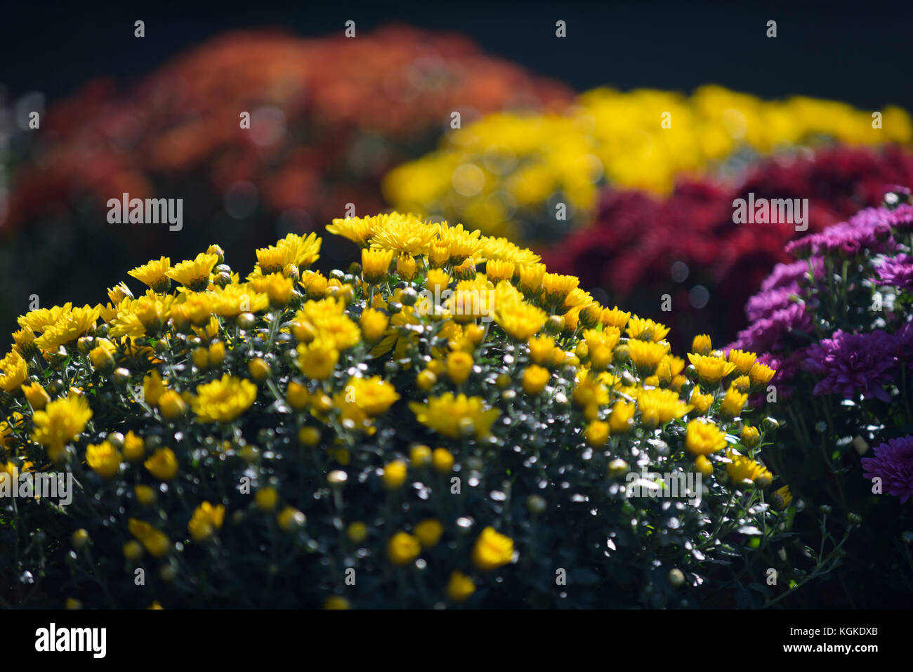 .Chrysanthemum flowers. Stock Photo