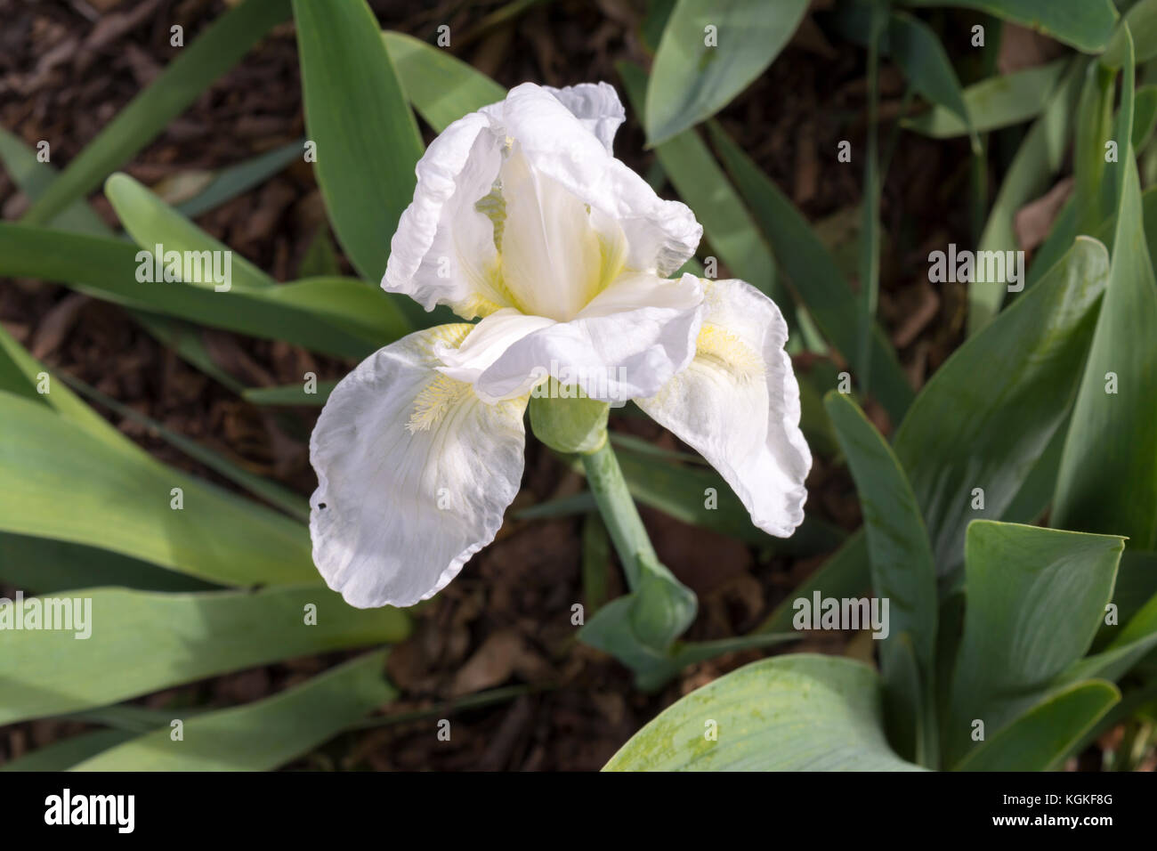 A single bearded white iris with a yellow beard growing in the garden, possibly a Frequent Flyer Iris Stock Photo