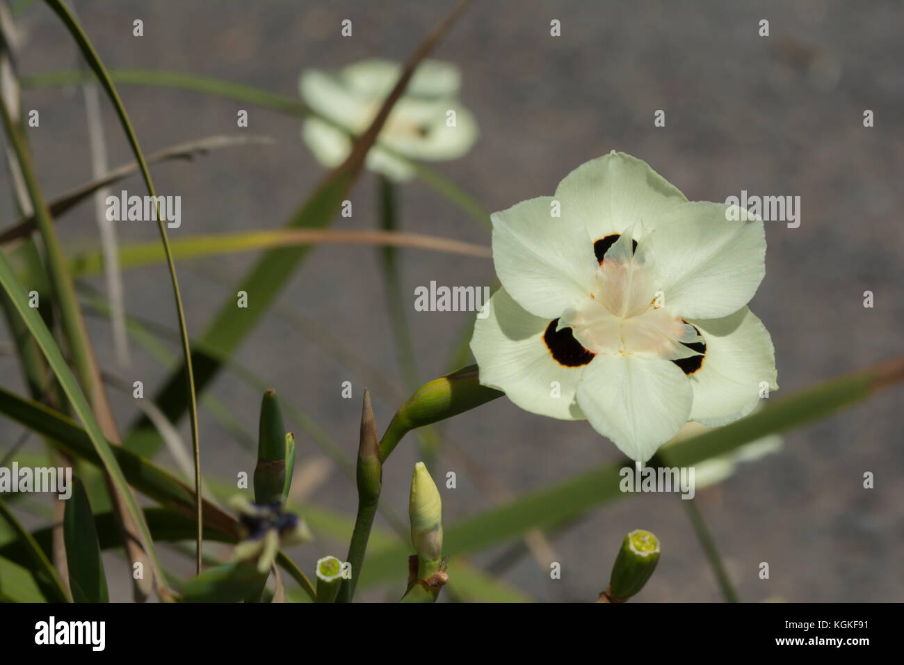 Dietes Bicolor - Iris in it's natural environment with natural foliage background. Primary focus is on the top flower with the background in soft focu Stock Photo