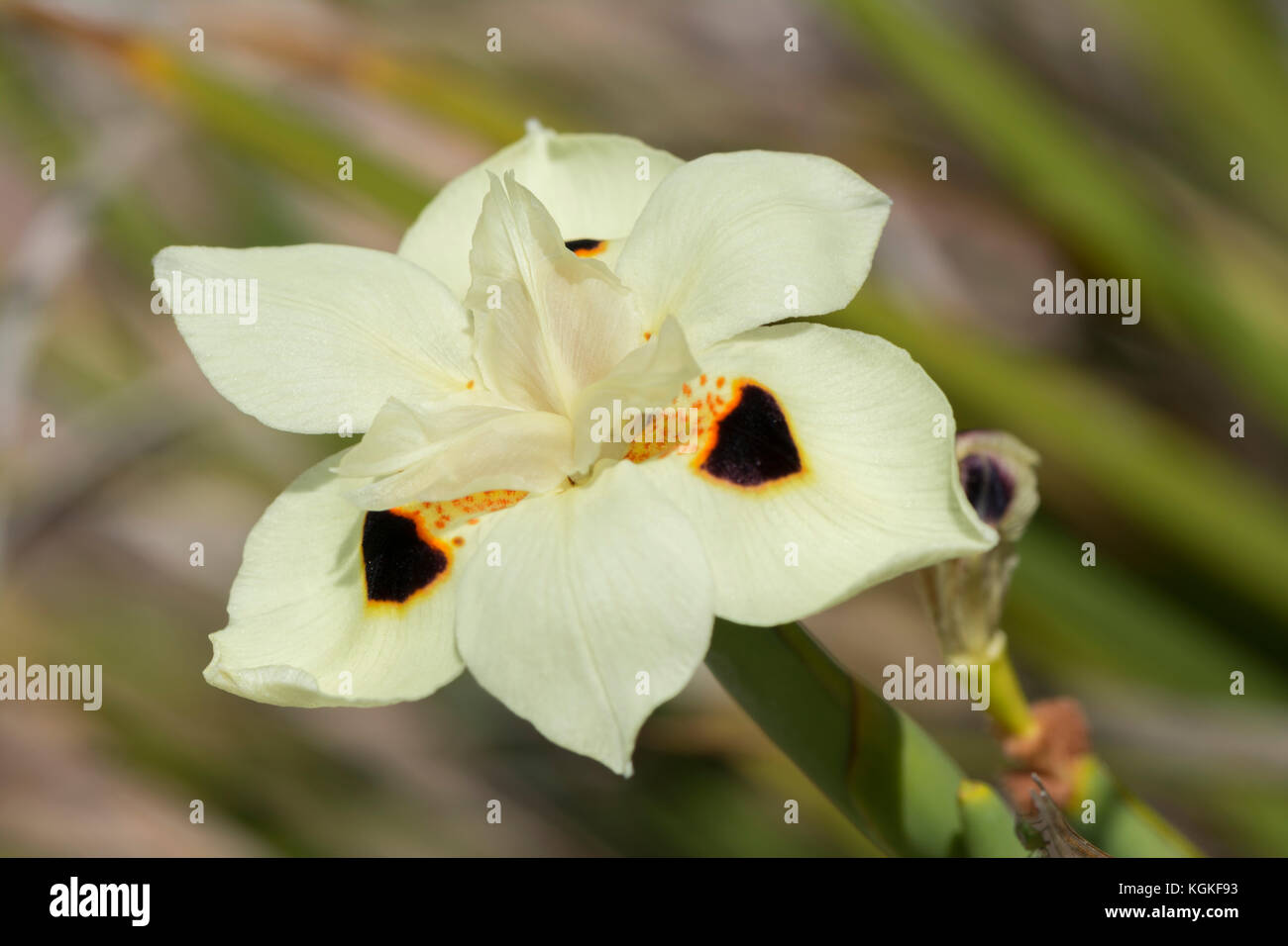 A single Dietes Bicolor - Iris in it's natural environment with natural foliage background. Primary focus is on the flower head with the background ou Stock Photo