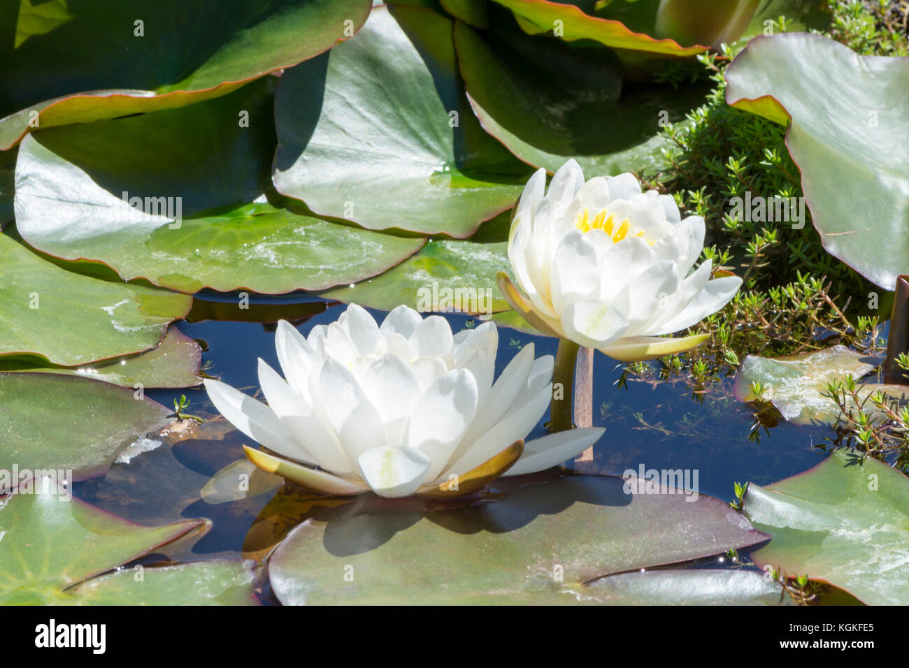 Two White Nymphaea 'Caroliniana Nivea' Waterlilies growing in the natural setting of a pond and surrounded with lily pads. Stock Photo