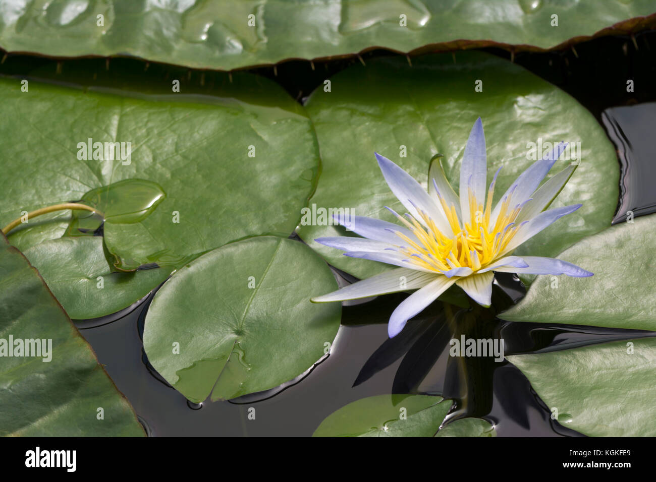 Blue egyptian water lily hi-res stock photography and images - Alamy