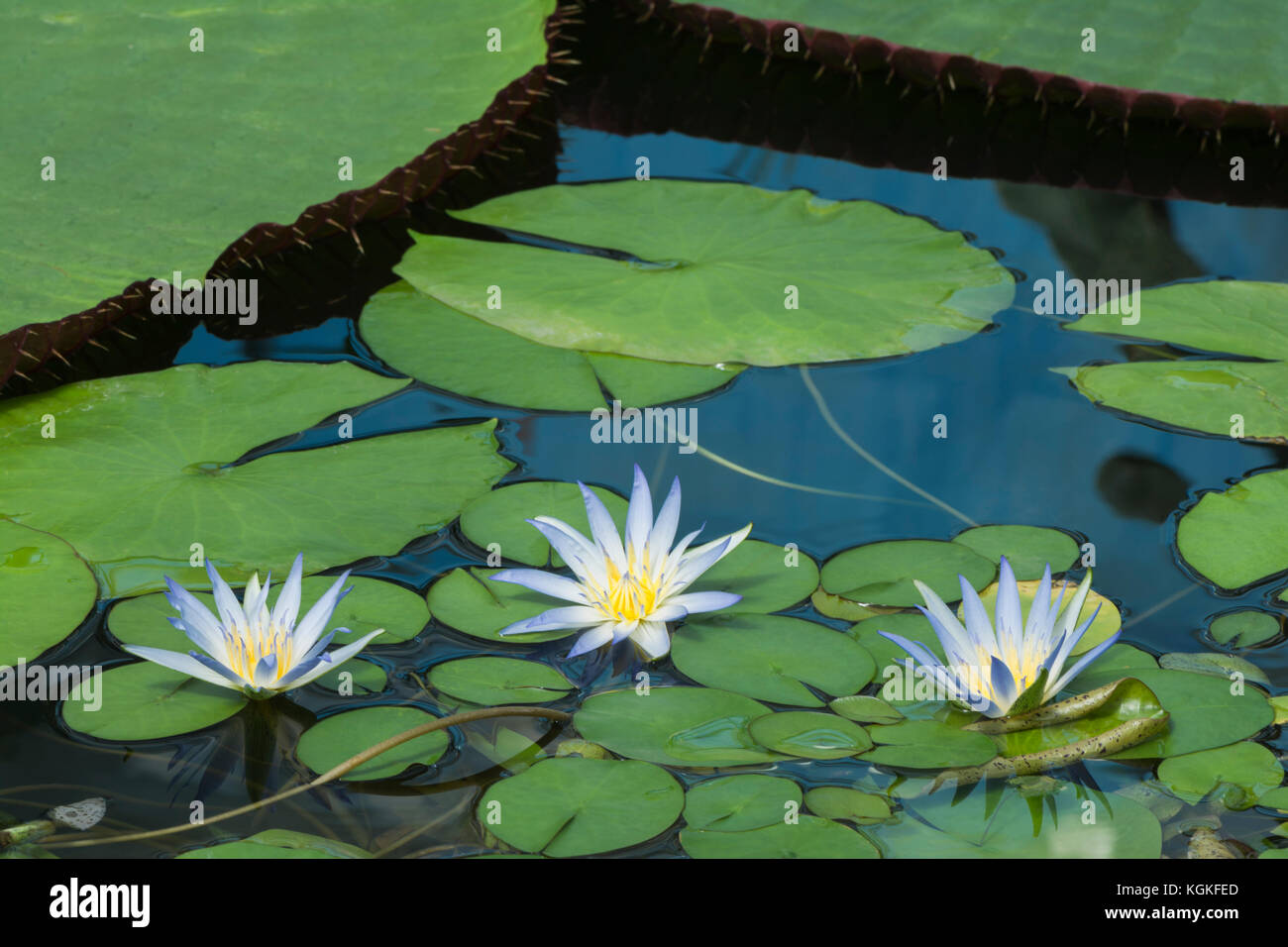 Three small and newly formed Nymphaea Caerulea waterlilies. Known as the blue lotus, blue egyptian lotus, blue water lily, blue egyptian water lily, s Stock Photo