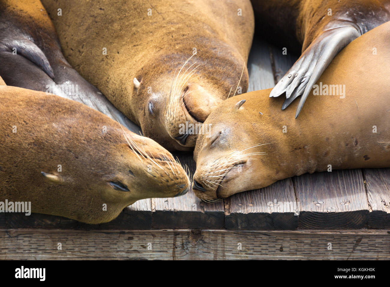 California sea lions (Zalophus californianus) sleeping on wooden jetty, Pier 39, San Francisco, California, USA Stock Photo