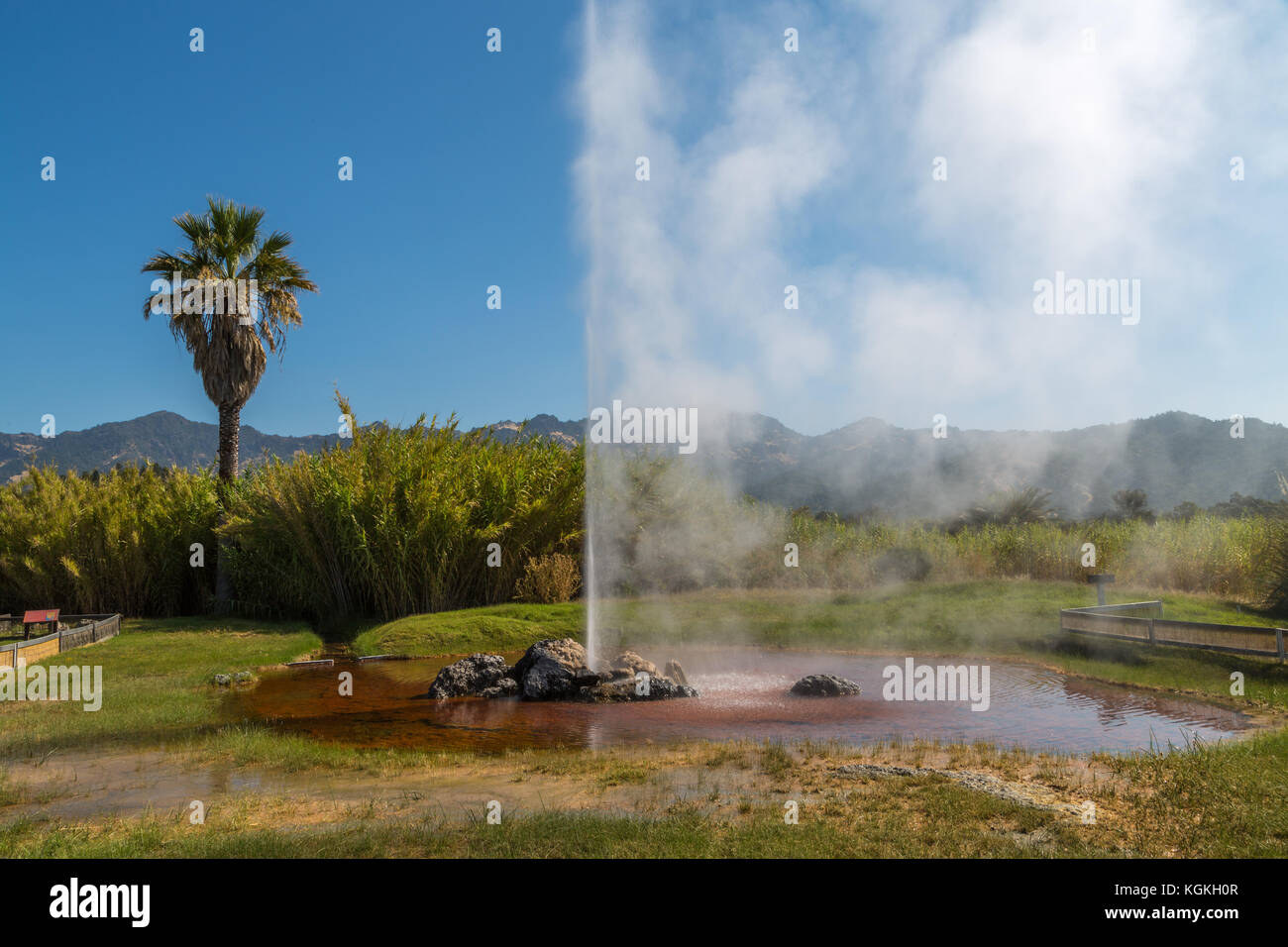 Fountain of the Old Faithfull Geysir, Calistoga, Napa Valley, California, USA Stock Photo