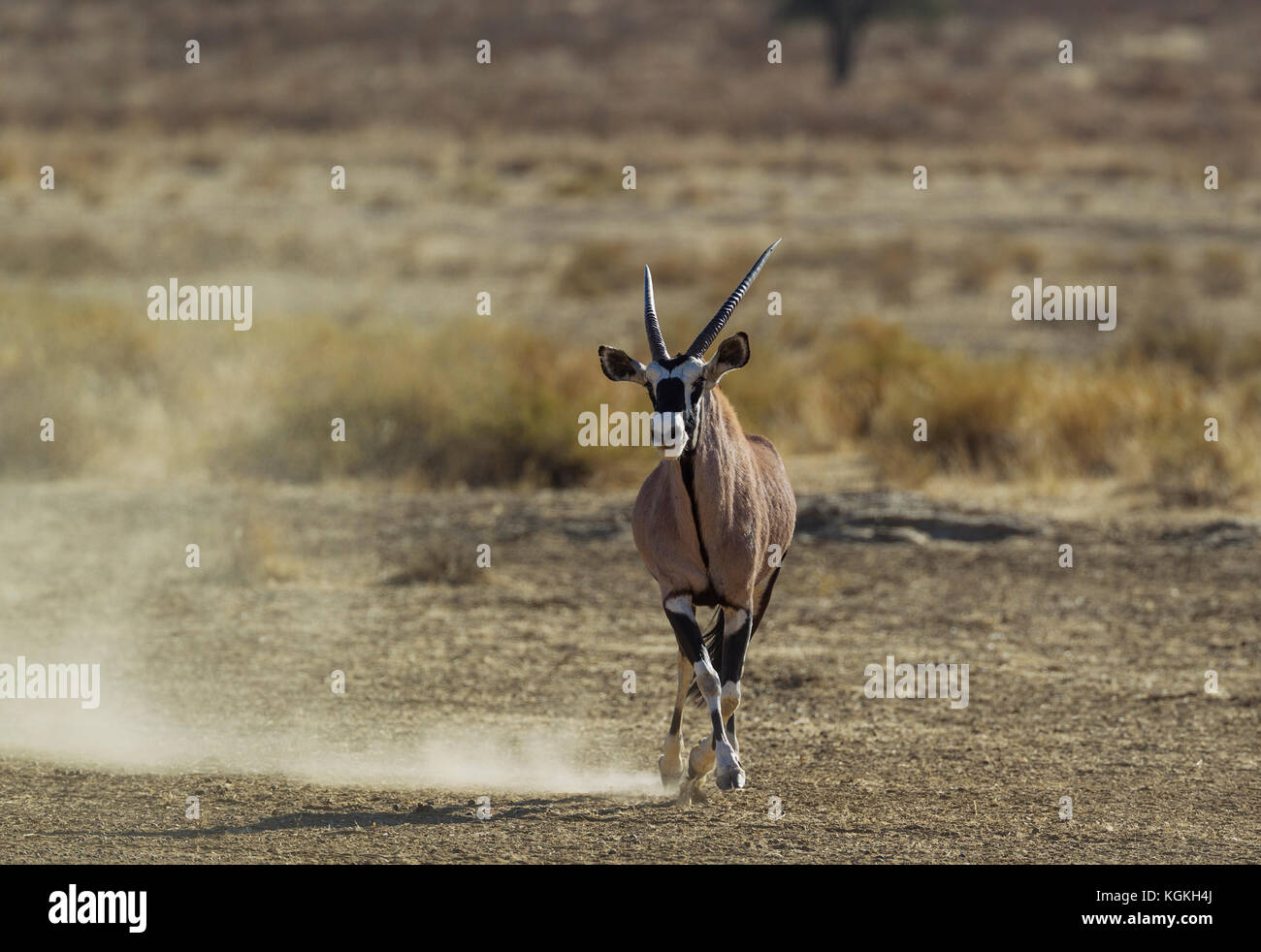 Gemsbok (Oryx gazella), a dominant male trying to impress and intimidate a rival, Kalahari Desert, Kgalagadi Transfrontier Park, South Africa Stock Photo