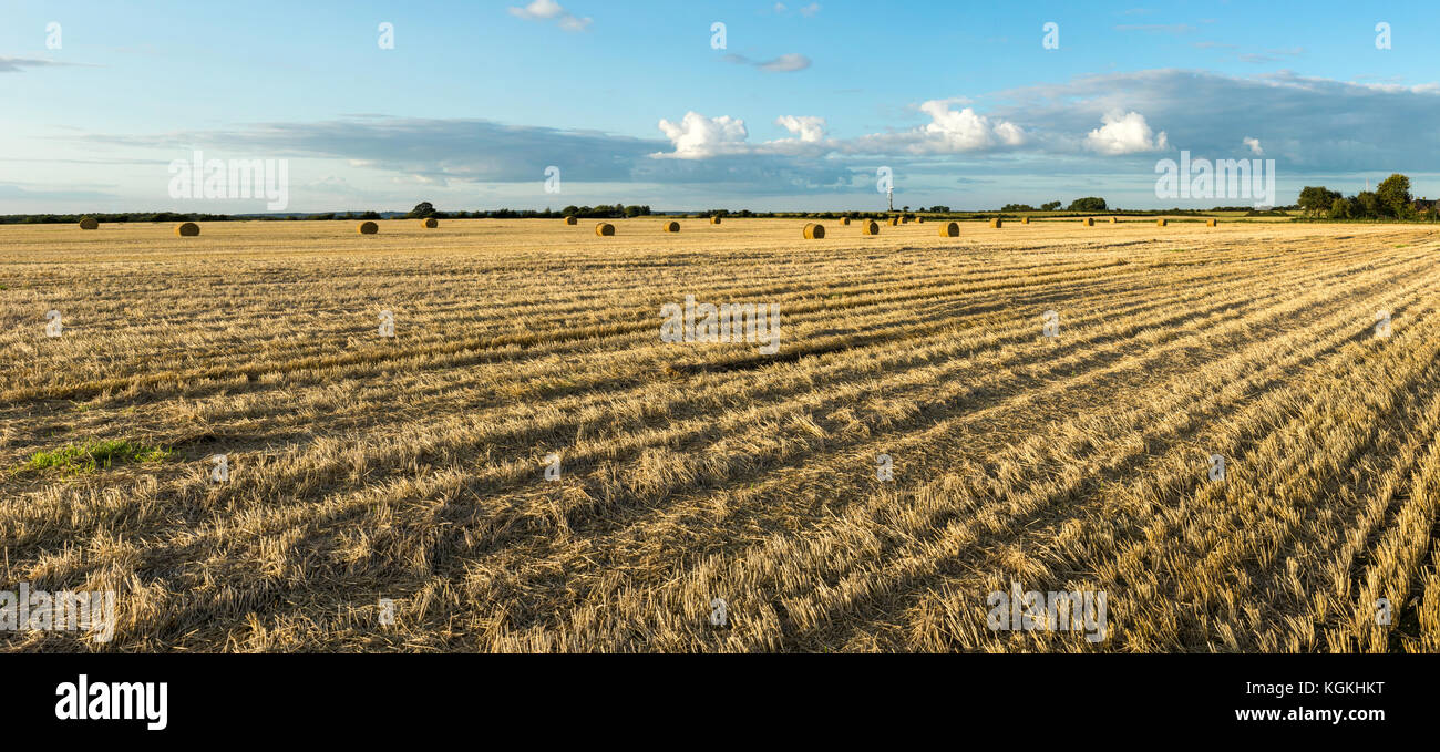 Agricultural hay field with bales. Sunset light and blue sky. Panoramic view. Stock Photo