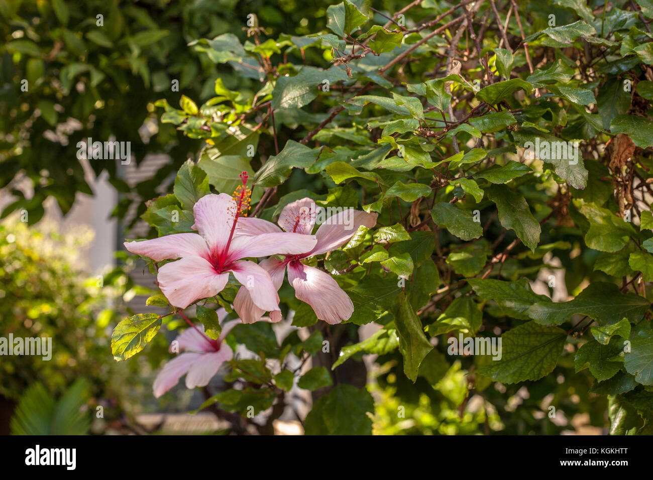 Pink hibiscus flowers hi-res stock photography and images - Alamy