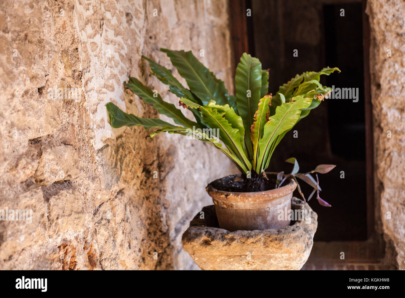 Asplenium scolopendrium / Hart's Tongue fern in stone pot Stock Photo